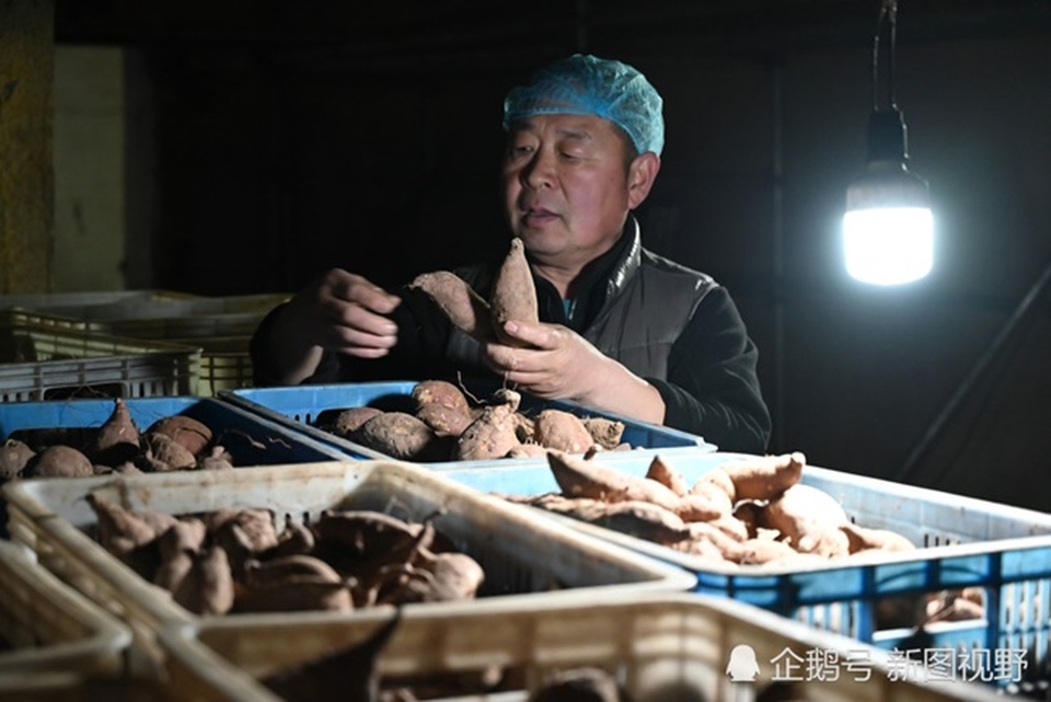 Ôm nợ để làm giàu, người đàn ông kiếm hơn 3 tỷ đồng mỗi năm nhờ thứ... đầy ngoài đồng - 11 Ôm nợ để làm giàu, người đàn ông kiếm hơn 3 tỷ đồng mỗi năm nhờ thứ... đầy ngoài đồng - 11
