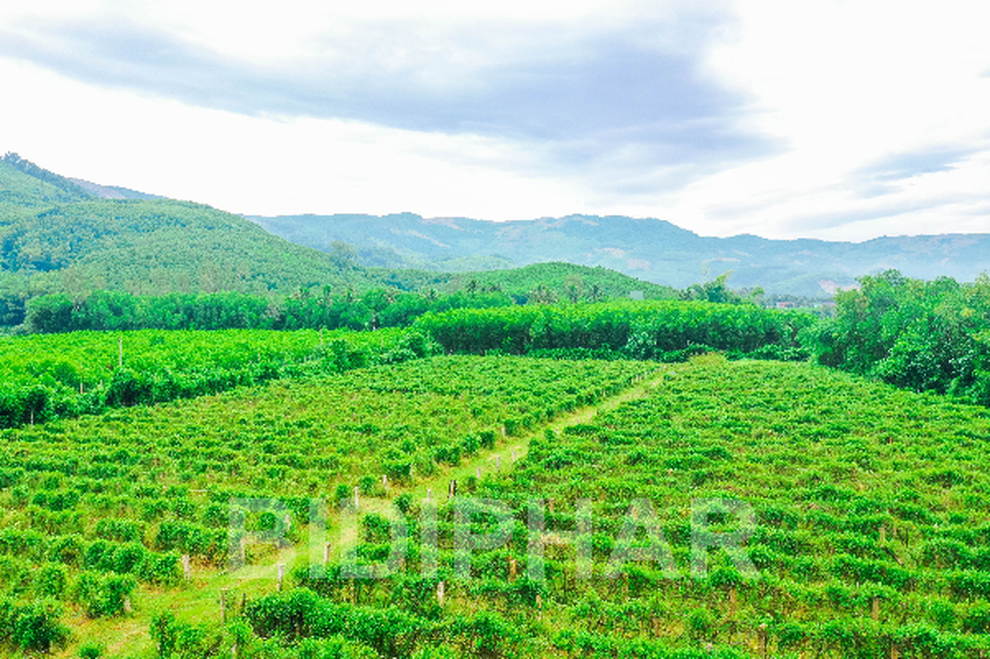Sống vui khỏe với bệnh tiểu đường trong bối cảnh đại dịch - 2 Sống vui khỏe với bệnh tiểu đường trong bối cảnh đại dịch - 2