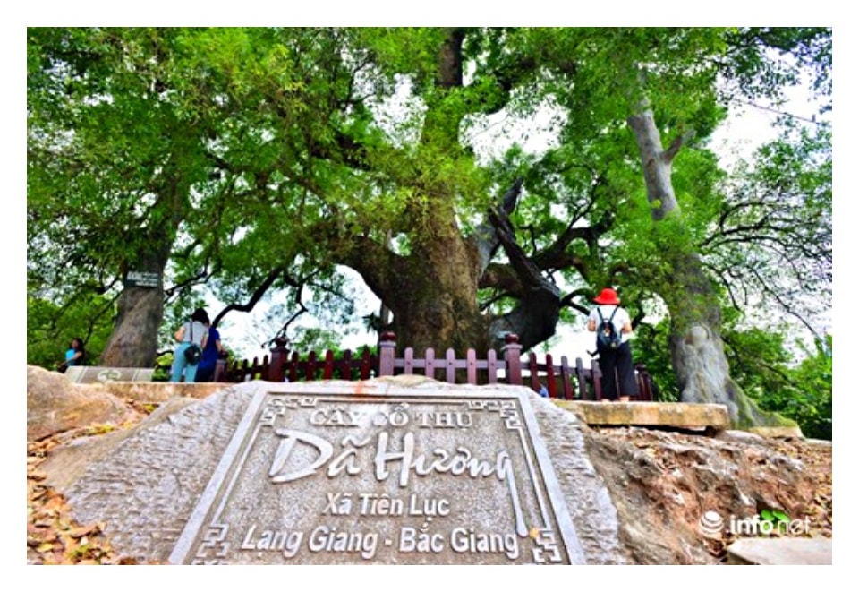 Những cổ thụ ngàn năm tuổi, tiền tấn không thể mua - 4