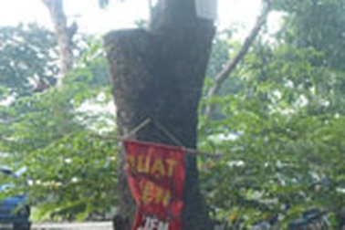 “Kiếp nạn” của cây xanh trên đường Bưởi