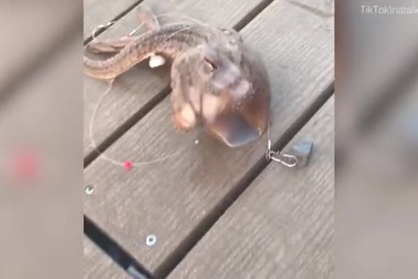 Ngư dân sững sờ khi câu được “thủy quái 3 chân”