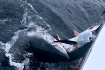 Video nổi bật tuần qua: Cá mập cướp thành quả của ngư dân