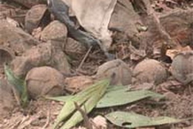 3 học sinh thiệt mạng vì bom bi phát nổ