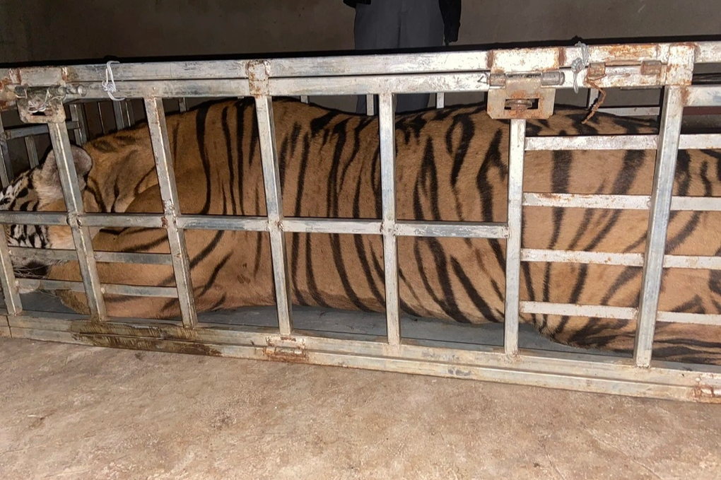 Bắt giữ 2 đối tượng vận chuyển trái phép con hổ nặng 235kg - 2 Bắt giữ 2 đối tượng vận chuyển trái phép con hổ nặng 235kg - 2