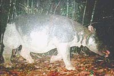 Tê giác ở vườn Quốc gia Cát Tiên đang bị đe doạ