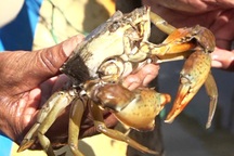 Vụ cua Cà Mau chết hàng loạt: Chủ tịch tỉnh chỉ đạo "nóng" tìm nguyên nhân