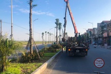 Vụ cây xanh “đột tử” ở Thanh Oai: Tức tốc nhổ bỏ, trồng thay thế cây mới