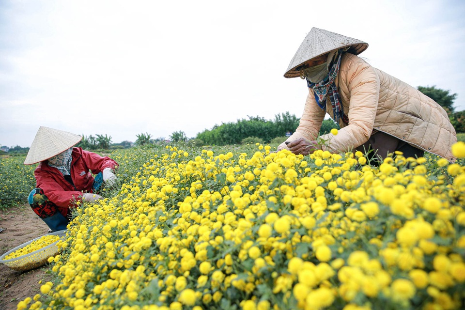 Làng Nghĩa Trai vàng óng vào mùa thu hoạch hoa cúc tiến vua - 5 Làng Nghĩa Trai vàng óng vào mùa thu hoạch hoa cúc tiến vua - 5
