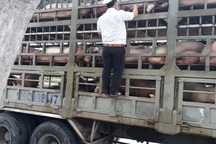 Dịch tả lợn châu Phi: Kiểm soát chặt chẽ các phương tiện vận chuyển lợn qua địa bàn Đà Nẵng