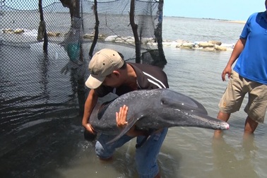 Hàng chục người nỗ lực giải cứu cá heo mắc cạn