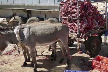 Lừa châu Phi "bốc hơi" vì Trung Quốc mê da lừa