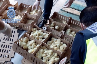 Phát hiện 23.000 gà con chết trong hộp giấy tại sân bay Tây Ban Nha