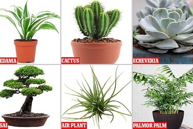 Tại sao bạn cần có cây trên bàn làm việc?