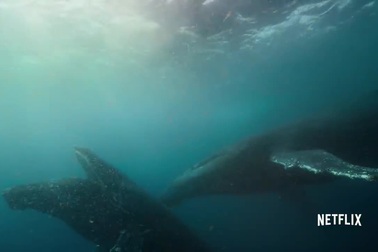 Tìm hiểu về loài cá voi lưng gù