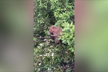 Khách du lịch bất lực đứng nhìn khỉ lấy cắp điện thoại