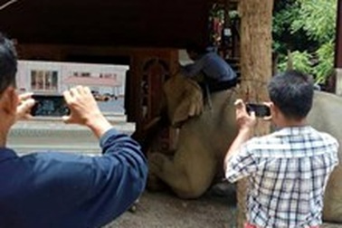 Chú voi quỳ gối trước quan tài người chủ quá cố để từ biệt