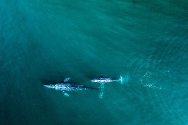 Malibu: Địa điểm lý tưởng cho ngôi nhà của Hoàng tử Harry