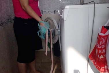 Suýt xỉu vì phát hiện rắn hổ mang 2kg trong... máy giặt