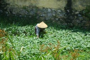 Rau muống “bẩn” lên phố