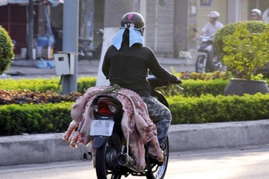 Nghiêm cấm giết mổ động vật chết, mắc bệnh để sử dụng làm thực phẩm