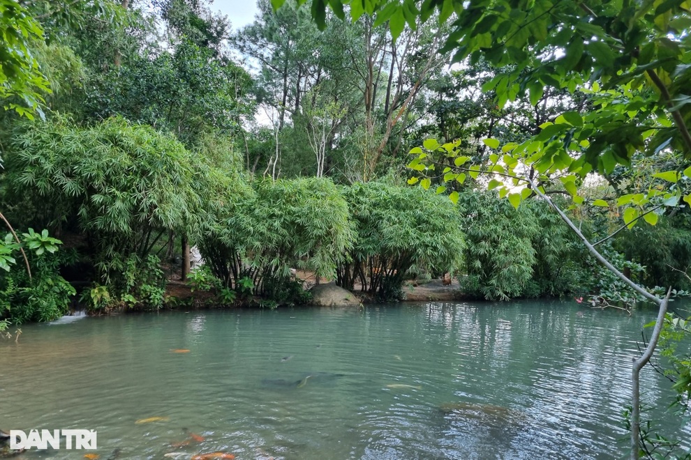 Khu bảo tồn gần 100 loài tre, trúc trên bán đảo Sơn Trà - 5 Khu bảo tồn gần 100 loài tre, trúc trên bán đảo Sơn Trà - 5