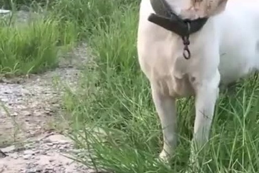 Bị chó tấn công, vịt tinh ranh nằm im giả chết