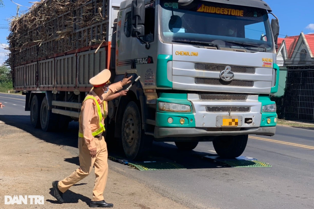 Xử nghiêm xe biển số nước ngoài hết hạn chở mía quá tải - 1 Xử nghiêm xe biển số nước ngoài hết hạn chở mía quá tải - 1
