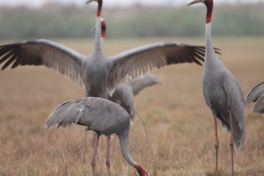 Vườn Quốc gia Tràm chim chạy nước rút chuẩn bị Ngày hội du lịch