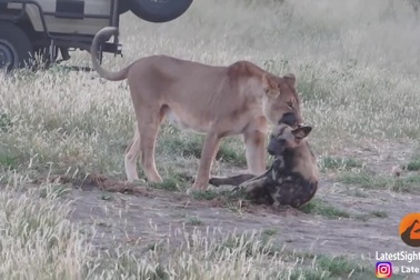 Chó hoang châu Phi đóng kịch giả chết tài tình để thoát khỏi hàm sư tử