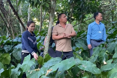 Sơn La chuyển đổi sinh kế để giúp người dân thoát nghèo