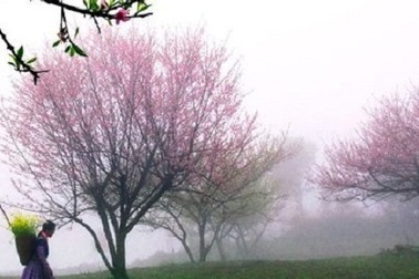 Hoa Tết Việt Nam trong mắt báo chí quốc tế