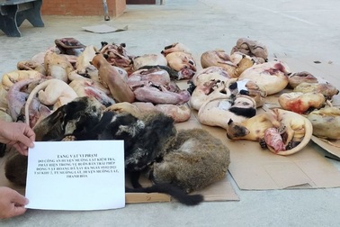 Người phụ nữ tàng trữ hơn 2 tạ động vật hoang dã