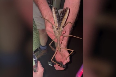 Loài bọ que khổng lồ mới được phát hiện ở Úc