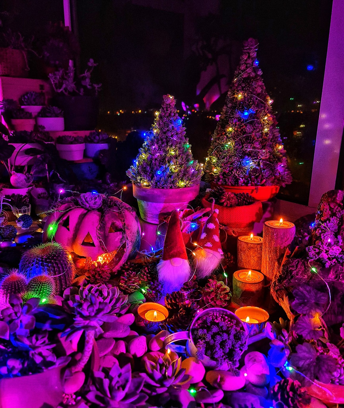 Cô gái Hà Nội dựng cây thông Noel từ hàng trăm cây sen đá mini - 5 Cô gái Hà Nội dựng cây thông Noel từ hàng trăm cây sen đá mini - 5