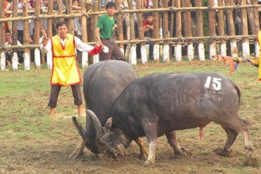 Yêu cầu chủ trâu không giết mổ trâu chọi tại Lễ hội Chọi trâu Hải Lựu