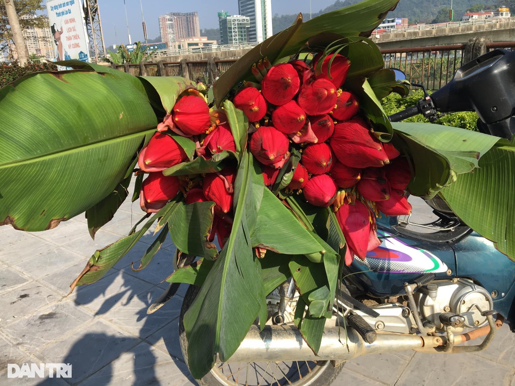 Hoa độc lạ xuất hiện tại chợ xuân Lào Cai - 3 Hoa độc lạ xuất hiện tại chợ xuân Lào Cai - 3