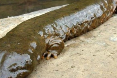 5 con vật khổng lồ có thật nhìn là sởn da gà