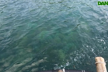 Theo vết "cò" lặn ngắm san hô ở bán đảo Sơn Trà