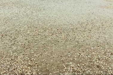 Ngao chết hàng loạt tại nhiều địa phương của Thanh Hóa