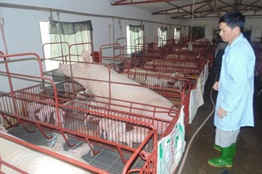 Đánh liều với lợn, lão nông thu tiền tỷ