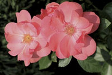 Điều cần biết về "dung dịch vệ sinh phụ nữ"