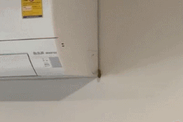 Hình ảnh động vật nổi bật: Giật mình khoảnh khắc rắn chui ra từ điều hòa