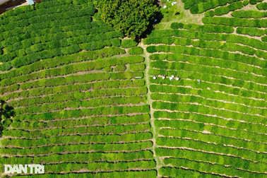 Bỏ phố lên rừng, Giám đốc chân đất bắt đất khó "nhả vàng"