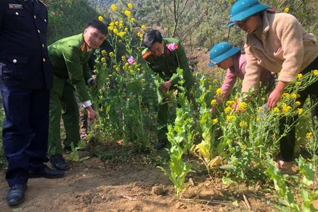 Người phụ nữ trồng 152 cây thuốc phiện trên nương rau cải - 1 Người phụ nữ trồng 152 cây thuốc phiện trên nương rau cải - 1