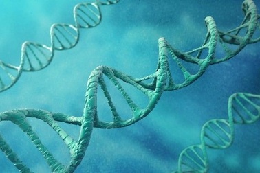 Các nhà khoa học phát hiện gen liên quan đến đồng tính luyến ái