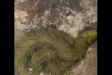 Giải mã bí ẩn về clip "rắn thần" khiến cộng đồng mạng xôn xao