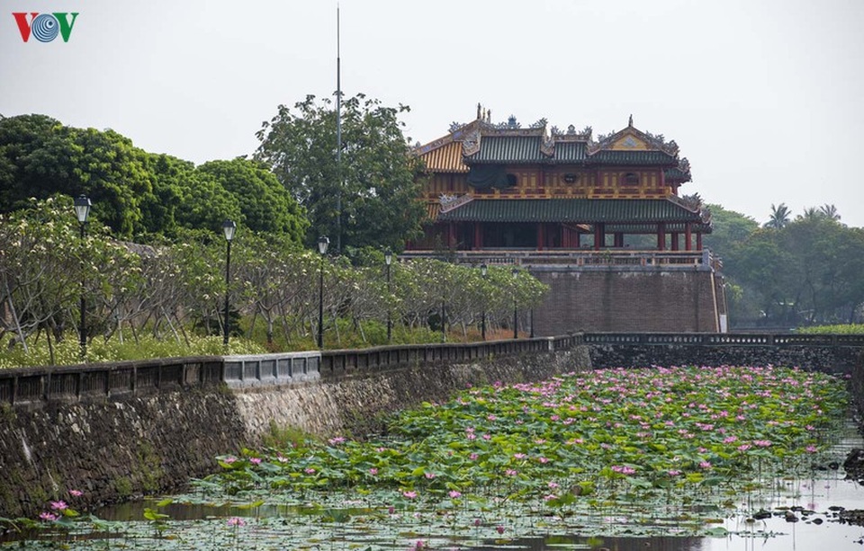 Huế - Thành phố của những sắc hoa mùa hạ - 12 Huế - Thành phố của những sắc hoa mùa hạ - 12