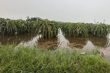 Mưa lớn cuốn trôi xe máy, ngập nhiều vườn thanh long ở Bình Thuận
