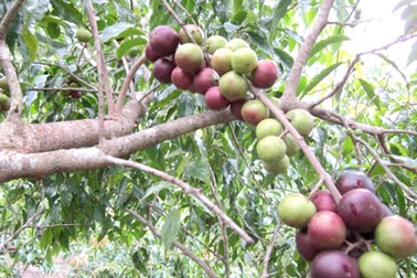 Bồ Quân - Khắc tinh của u xơ tuyến tiền liệt