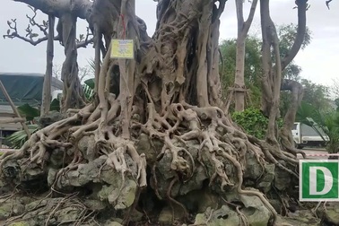 Đa cổ trăm tuổi mọc trên đá và cuộc ngã giá 10 cây vàng của đại gia Hà Nội